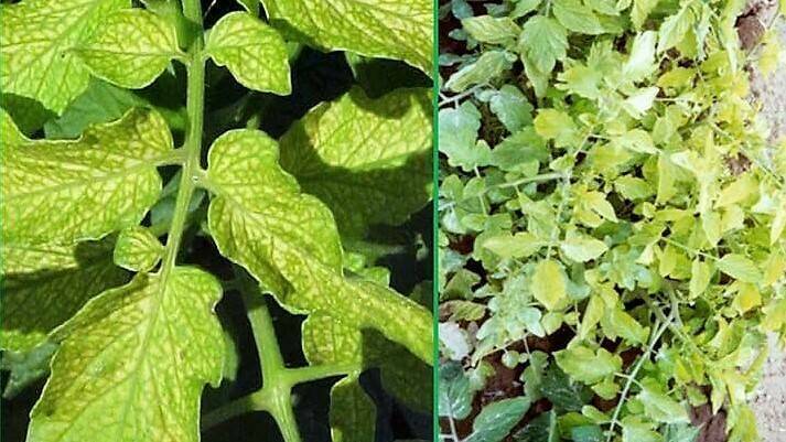 tomates-desordemes-nutricionales|boro Carencia-nutricional-tomate-boro2|Boro Calibitt|Boro WELGRO-BORO-SG